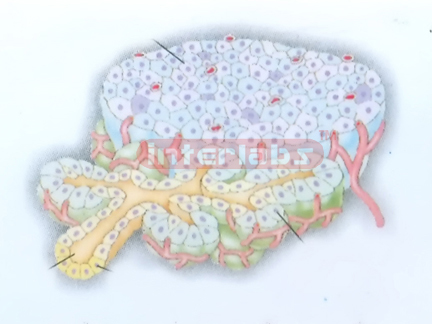 HUMAN PANCREAS CELL MODEL